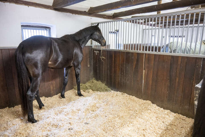 KANTRIE Hobelspäne Profi